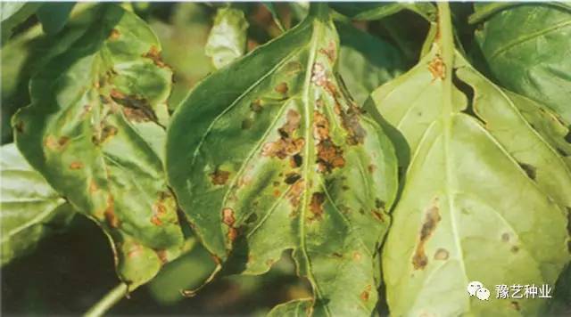 【豫艺植保服务】辣椒病虫害图谱、症状、防治方法,齐了!_美食_网