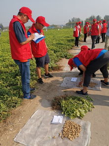 中保集团 花生病虫害全程化学防治协同增效技术及产品 示范现场观摩会在河南延津召开