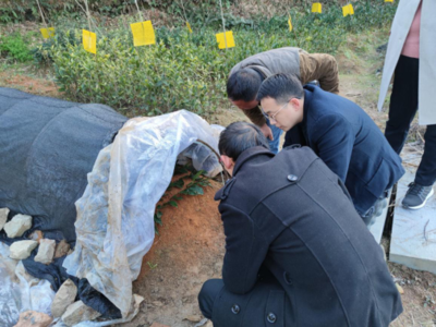 江西省農業農村廳 農業科技 省茶產業技術體系病蟲害防治崗赴贛南茶區開展技術服務