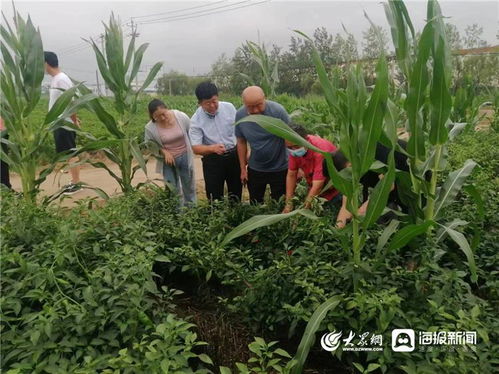 武城縣農業農村局及時指導服務 強抓雨后管理