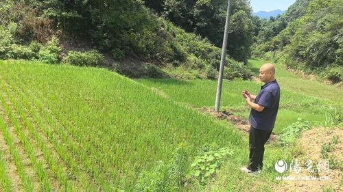 漢濱區大竹園鎮 夏季田間管護忙