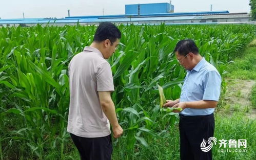 濰坊 適時開展雨后集中技術指導 夯實秋糧豐收基礎